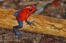 Blue Jean Poison Dart Frog 4U5B0083