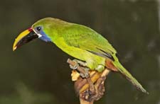 Emerald Toucanet 4U5B0409