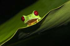 Red-eyed Tree Frog 4U5B2863
