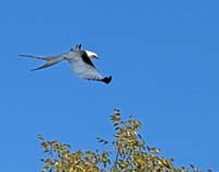 Swallow-Tailed-Kite-4473