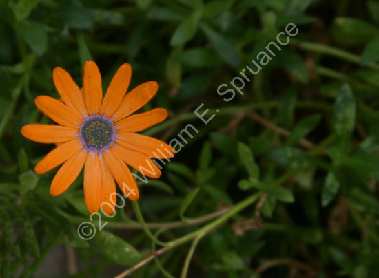 Orange-Daisy-2249