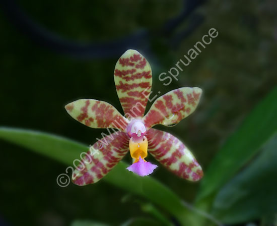 Orchid-2253