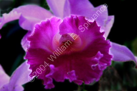 Orchid-Purple-2269
