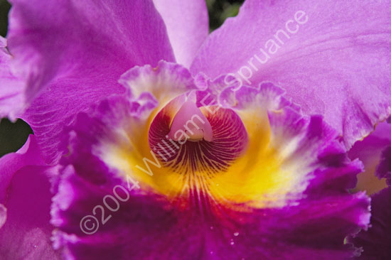 Purple-Orchid-2258