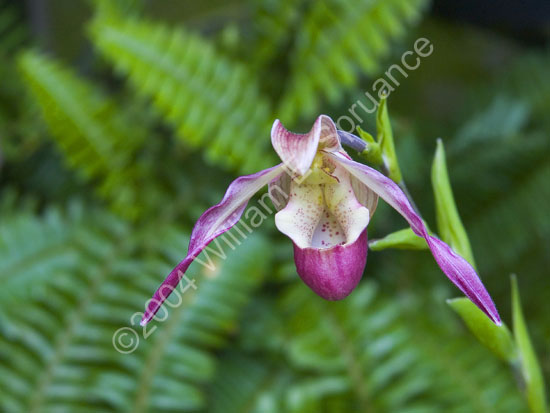 Purple-White-Orchid-2267