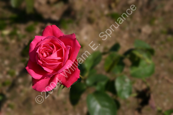 Red-Rose-2222