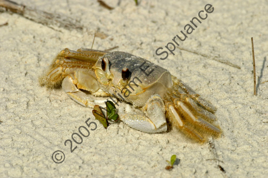 Ghost-Crab-8664