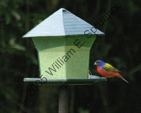 Painted-Bunting-9422