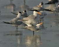 Mating-Royal-Terns-8799