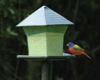 Painted-Bunting-9422