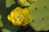 Prickly-Pear-8649