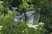 Tricolored-Herons-8938