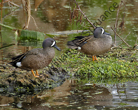 Blue-winged-Teal-7025