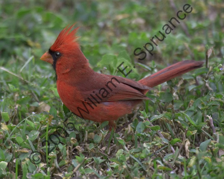 Red-Cardinal-7682