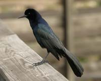 Boat-tailed-Grackle-7218