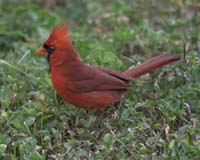 Red-Cardinal-7682