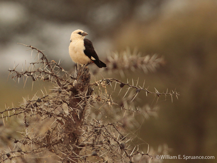 009-White-headed Buffalo-Weaver-5J8E6424