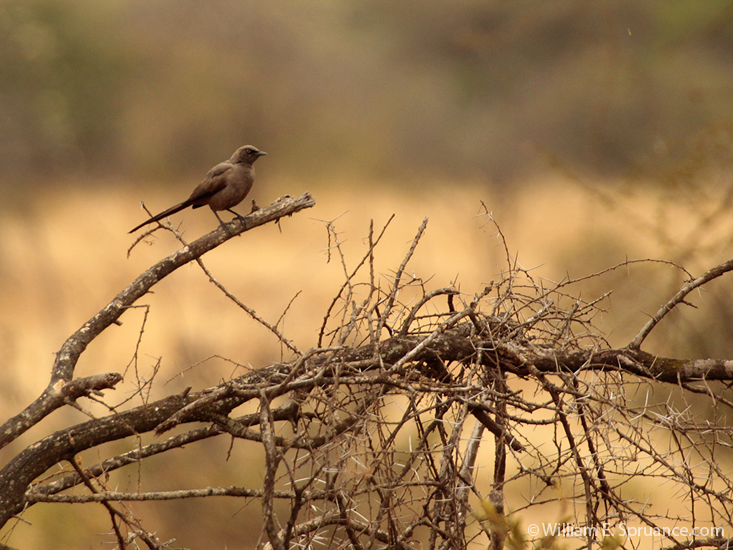 010-Rufous Chatterer-5J8E6438