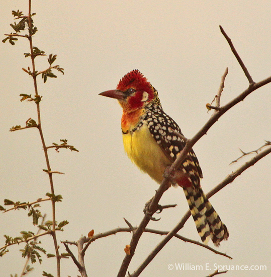 012-Crested Barbet-5J8E6456