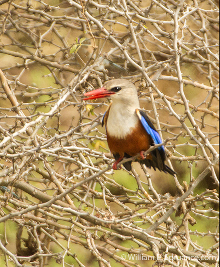 014-Woodland Kingfisher-5J8E6474