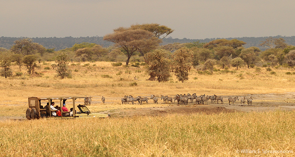 017-Zebra Herd -5J8E6568