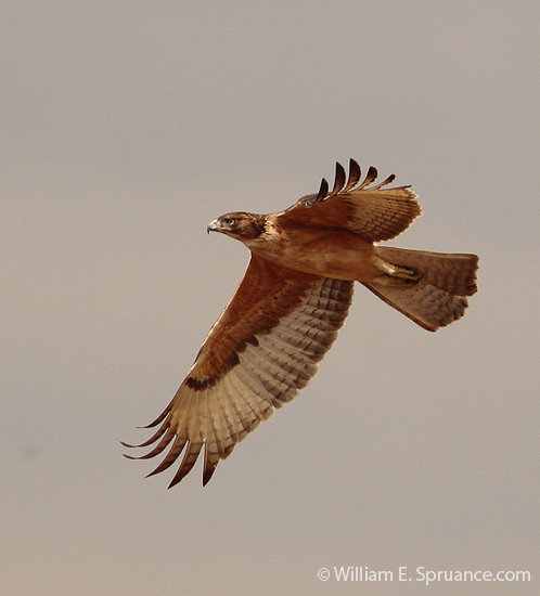 018-Immature African Hawk-Eagle-5J8E6524
