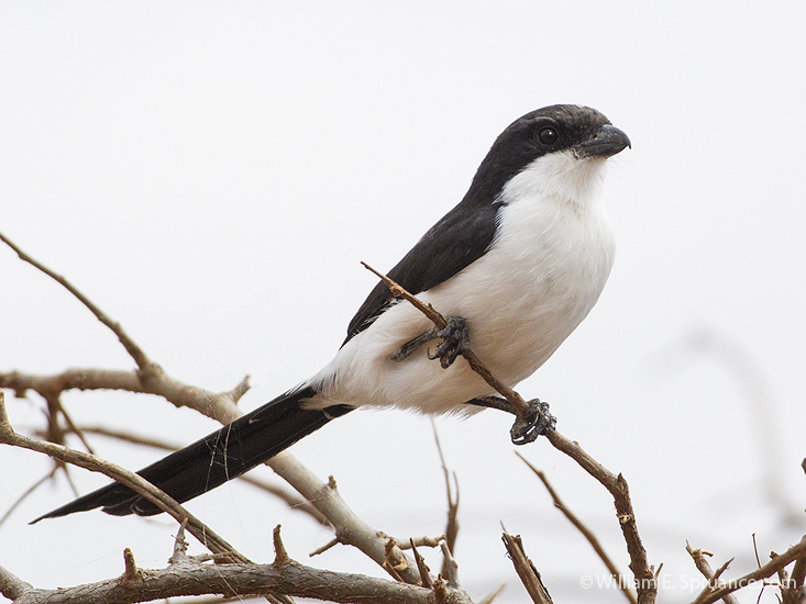 021-Long-tailed Fiscal-5J8E6596