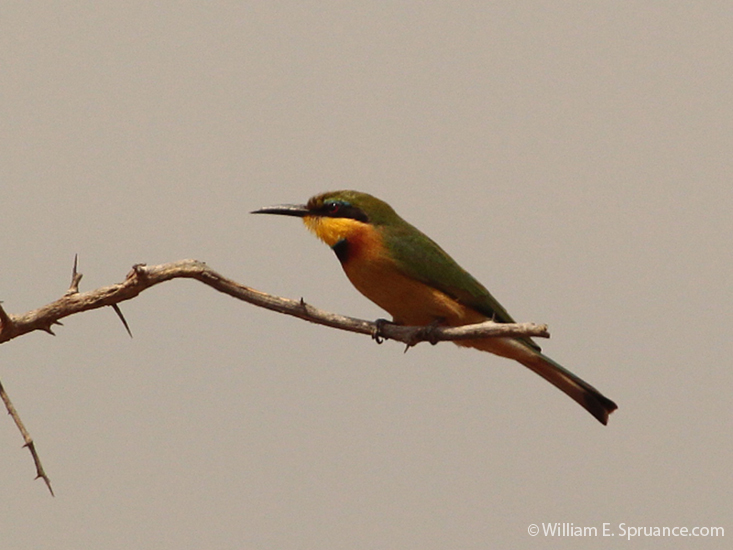 023-Bee-eater-5J8E6618