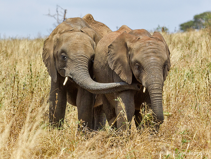 024-African Elephants-5J8E6627