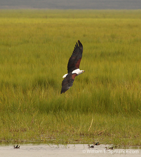 026-African Fish Eagle-5J8E6691
