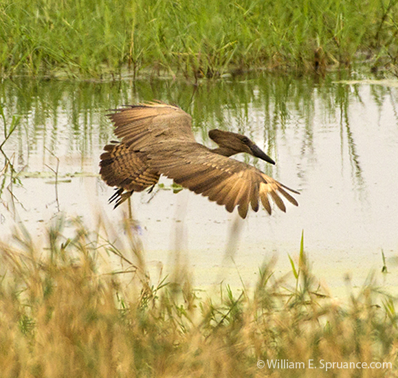 029-Hammerkop-5J8E6686