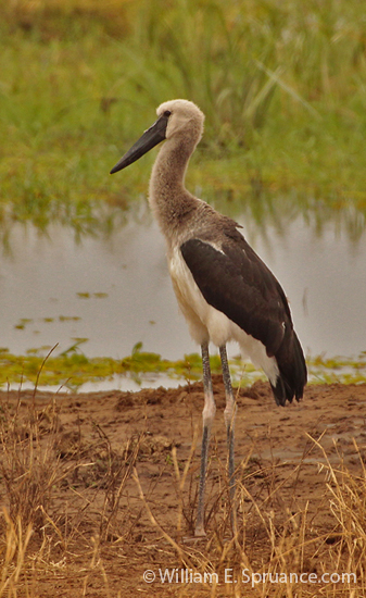 032-Stork-5J8E6720
