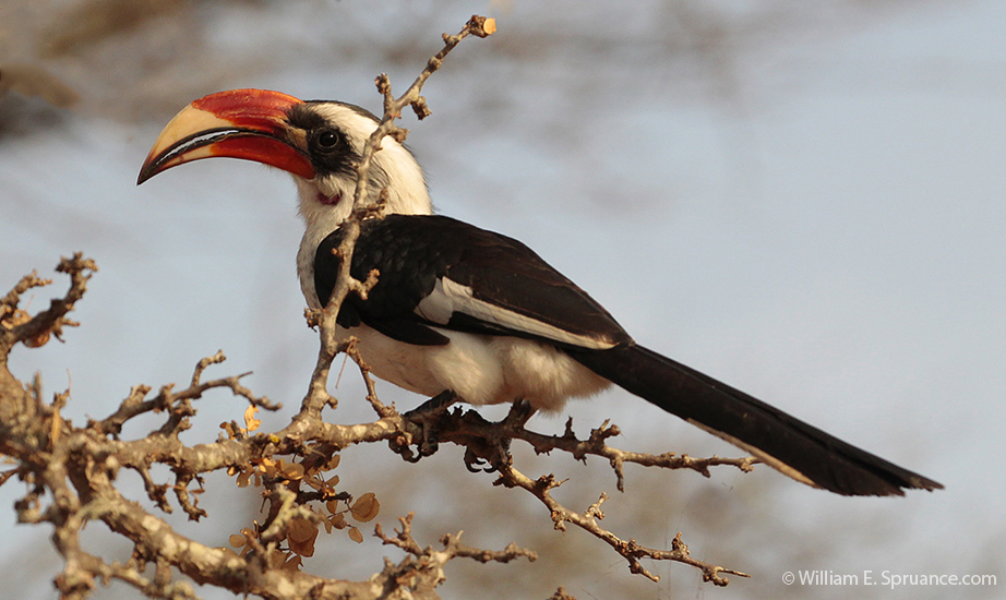 035-Von Der Deckens Hornbill-5J8E6741