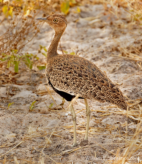 037-Red-crested Korhaan-5J8E6748