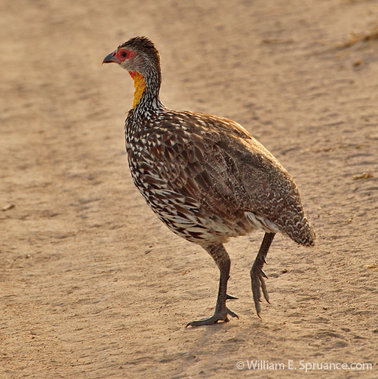 038-Yellow-necked Spurfowl-5J8E6750