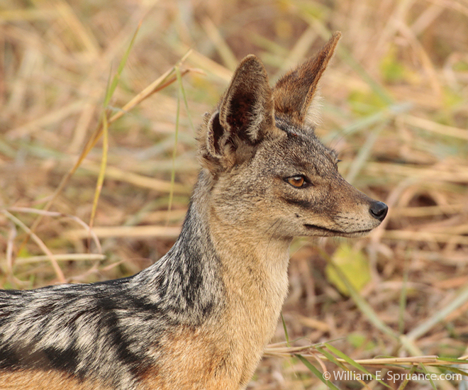 042-Black-backed Jackal-5J8E6793