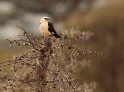 009-White-headed Buffalo-Weaver-5J8E6424