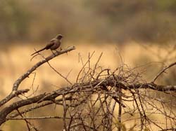 010-Rufous Chatterer-5J8E6438