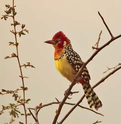 012-Crested Barbet-5J8E6456