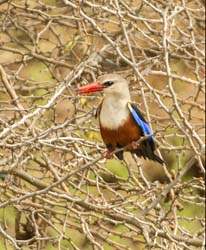 014-Woodland Kingfisher-5J8E6474