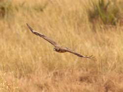 015-immature African Hawk-Eagle-5J8E6504