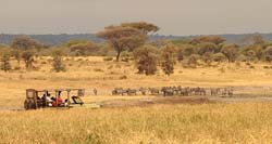 017-Zebra Herd -5J8E6568