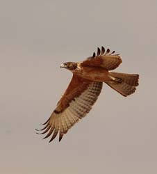 018-Immature African Hawk-Eagle-5J8E6524
