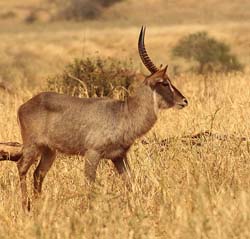 019-Waterbuck-5J8E6563