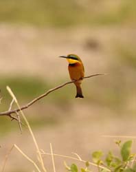 020-Bee-eater-5J8E6574