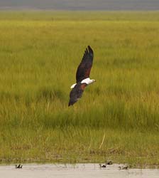 026-African Fish Eagle-5J8E6691