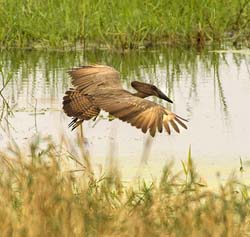 029-Hammerkop-5J8E6686