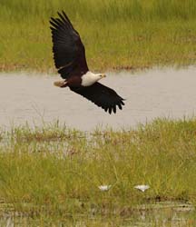 030-African Fish Eagle-5J8E6697