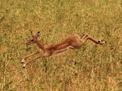 031-Impala-5J8E6708