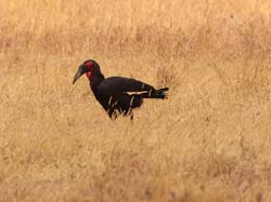 033-Southern Ground Hornbill-5J8E6731